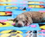 Small Photo #26 Aussiedoodle Puppy For Sale in UNION CITY, TN, USA