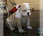 Small #6 English Bulldog