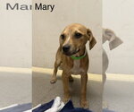 Small #5 Black Mouth Cur Mix