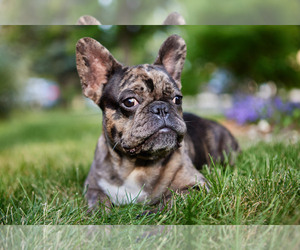 French Bulldog Puppy for sale in WOOD DALE, IL, USA