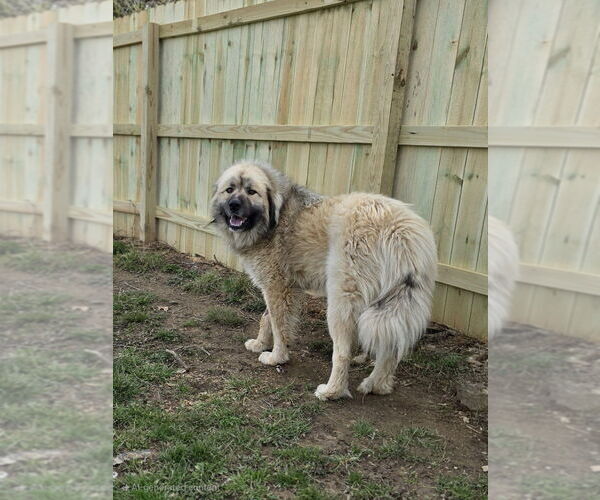 Medium Photo #3 Great Pyrenees-Unknown Mix Puppy For Sale in Aurora, IN, USA