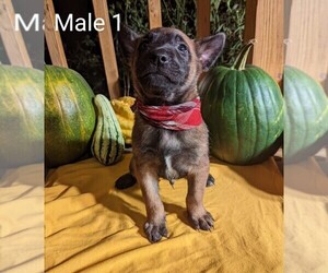 Belgian Malinois Puppy for sale in LYNCHBURG, OH, USA