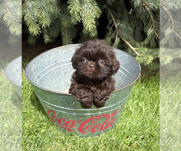 Medium Photo #3 Shih Tzu Puppy For Sale in MIDDLEBURY, IN, USA