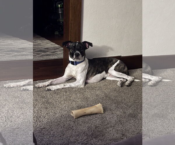 Medium Photo #4 Catahoula Leopard Dog-Unknown Mix Puppy For Sale in Rootstown, OH, USA