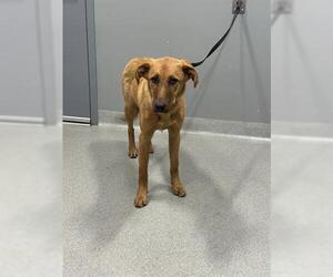 German Shepherd Dog Dogs for adoption in San Martin, CA, USA