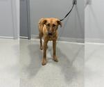 Small German Shepherd Dog