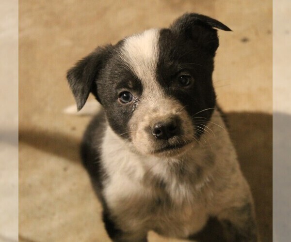 Medium Photo #3 Australian Cattle Dog-Border Collie Mix Puppy For Sale in LEHIGH, IA, USA
