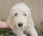Small Photo #1 Labradoodle-Poodle (Standard) Mix Puppy For Sale in SPRING HILL, FL, USA