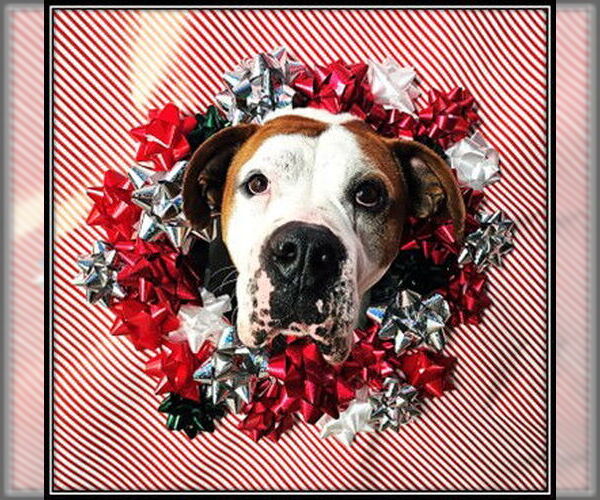 Medium Photo #1 Boxer Puppy For Sale in Frisco, CO, USA