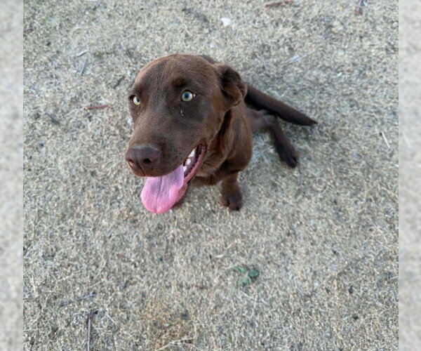 Medium Photo #2 Labrador Retriever-Unknown Mix Puppy For Sale in Grafton, WI, USA