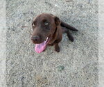 Small #1 Labrador Retriever Mix