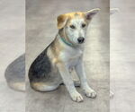 Small #11 German Shepherd Dog Mix