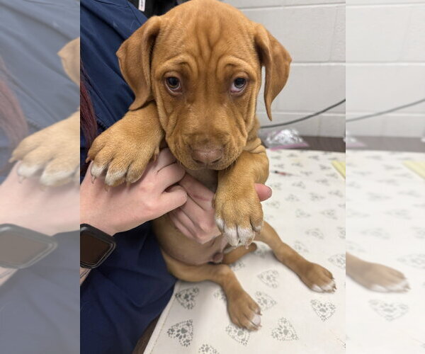 Medium Photo #2 Mutt Puppy For Sale in OKLAHOMA CITY, OK, USA