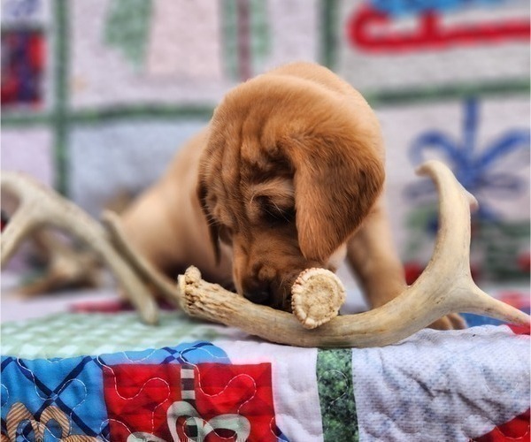 Medium Photo #8 Labrador Retriever Puppy For Sale in BUFFALO, NY, USA