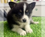 Small Photo #37 Pomsky-Shiba Inu Mix Puppy For Sale in NASHUA, NH, USA