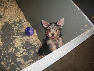 Medium Photo #1 Yorkshire Terrier Puppy For Sale in CARROLLTON, GA, USA