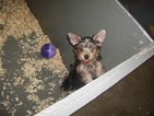 Small Photo #1 Yorkshire Terrier Puppy For Sale in CARROLLTON, GA, USA