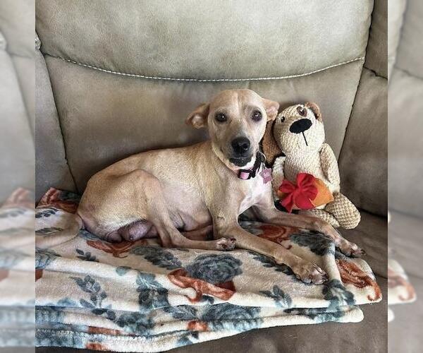 Medium Photo #1 Chihuahua-Whippet Mix Puppy For Sale in San Diego, CA, USA