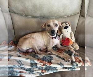 Chihuahua-Whippet Mix Dogs for adoption in San Diego, CA, USA
