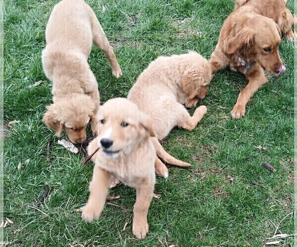 Medium Photo #6 Golden Retriever Puppy For Sale in GOODELLS, MI, USA