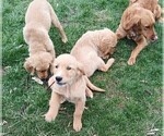 Small #5 Golden Retriever