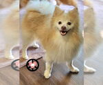 Small #2 Pomeranian