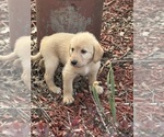 Small Photo #44 Labradoodle Puppy For Sale in KIRKSVILLE, MO, USA