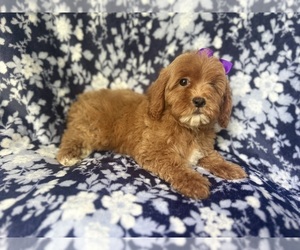Cock-A-Poo Puppy for sale in LAKELAND, FL, USA