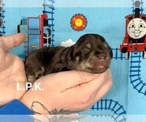 Schnauzer (Miniature) Puppy for sale in WINNSBORO, LA, USA
