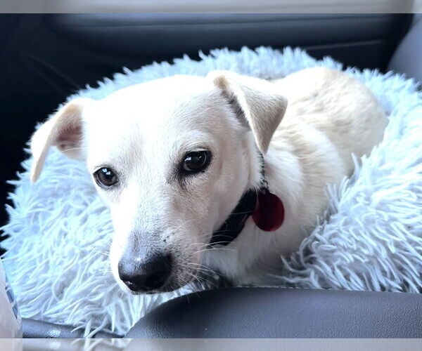 Medium Photo #2 Chiweenie Puppy For Sale in Lakewood, CO, USA