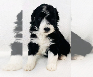 Aussiedoodle Puppy for sale in CLOVER, SC, USA