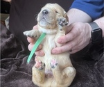 Small Photo #3 Golden Retriever Puppy For Sale in HUNTSVILLE, AL, USA