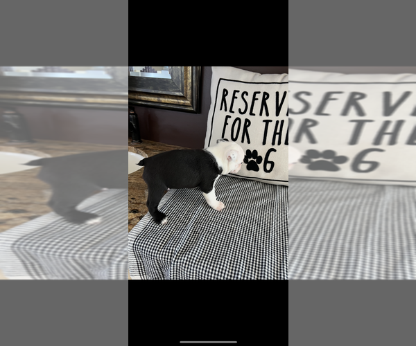 Medium Photo #2 Boston Terrier Puppy For Sale in NILES, MI, USA