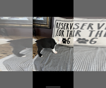 Small #1 Boston Terrier