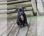 Small Photo #1 American Bully Puppy For Sale in COLUMBIA, MO, USA