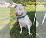 Small #12 American Pit Bull Terrier Mix