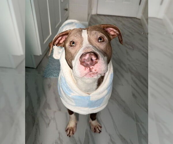 Medium Photo #2 American Bulldog Puppy For Sale in Forestville, MD, USA