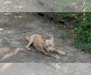 Ares - Male American Staffordshire Terrier-Labrador Retriever Mix Dog for Adoption - Photo #8