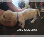 Small #3 Basset Hound