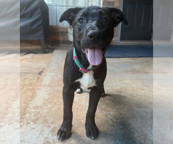 Medium Photo #29 Labrador Retriever-Unknown Mix Puppy For Sale in OKLAHOMA CITY, OK, USA