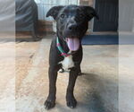 Small #28 Labrador Retriever Mix
