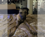 Small #10 Black Mouth Cur-German Shepherd Dog Mix