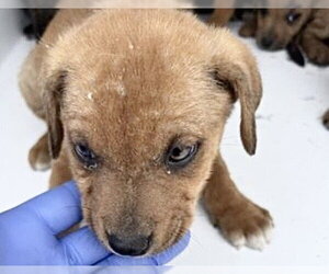 Labrador Retriever-Unknown Mix Dogs for adoption in Houston, TX, USA