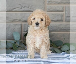 Poochon Puppy for sale in MIFFLINBURG, PA, USA