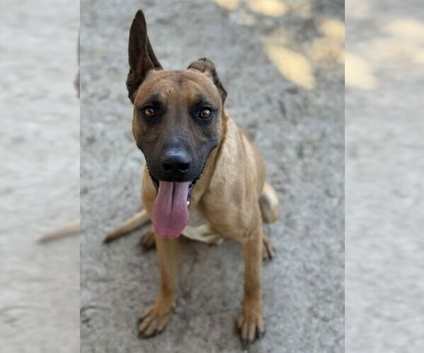 Medium Photo #2 Mutt Puppy For Sale in Riverside, CA, USA