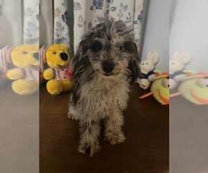 Cavapoo (Miniature) Puppy for sale in DURHAM, CT, USA