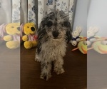 Image preview for Ad Listing. Nickname: Cavapoo puppies