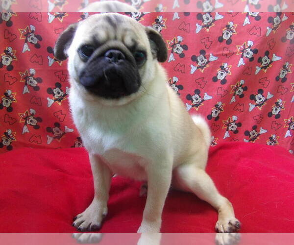 Medium Photo #5 Pug Puppy For Sale in PATERSON, NJ, USA