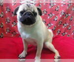 Small #4 Pug