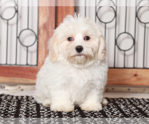 ShihPoo Puppy for sale in NAPLES, FL, USA